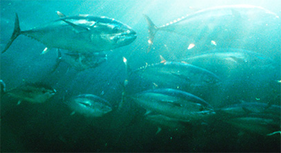 Bluefin groups blame NOAA for tuna discard rap