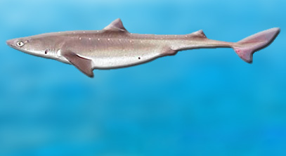 Dogfish, skates now sustaining Northeast fishermen