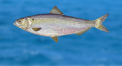 Pilgrim nuclear power station seen as herring threat