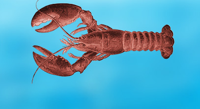 High lobster landings in Canada keep dockside prices low in Maine
