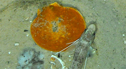 Grants Announced for 2013 Scallop Research