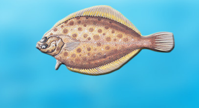 New Bedford Yellowtail Meeting Confirms Some Suspicions of Industry; Former Mayor Accuses Feds of "deliberate incompetence"