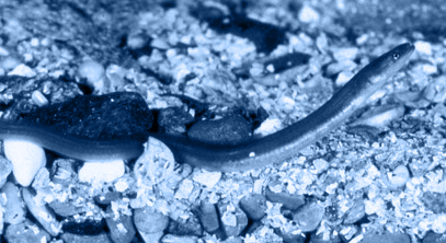 Global demand for eels fuels Maine's black market