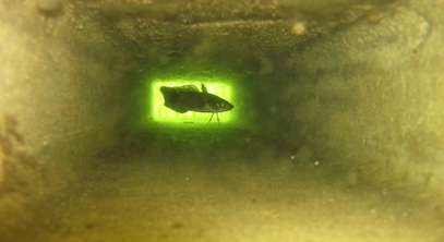Hampden firm pokes holes in traditional boat mooring, leaving room for lobsters, crabs and other sea life