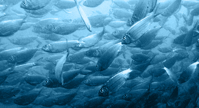 Research from Maryland's Oxford Cooperative Lab suggests climate is why striped bass and menhaden are not plentiful at the same time