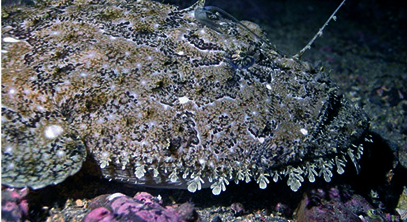 Monkfish Look Like They Could Bite Your Foot Off
