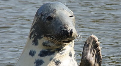 Biologists tag Cape Cod seals