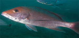 red_snapper_swimming_cropped_300