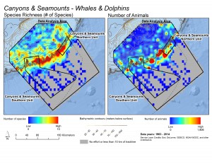 These maps illustrate patterns in the richness of species (left) and total numbers of whales and dolphins (right) observed during surveys in the Northeast Canyons and Seamounts region. Warmer colors indicate greater richness or abundance. Note how species concentrate on the eastern Georges Bank, where the shelf descends into the deep ocean, and hot spots for concentrations of whales and dolphins dot the shelf-edge. Courtesy of Scott Kraus and Brooke Wikgren, New England Aquarium