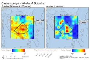These maps illustrate that while whale and dolphin species are distributed throughout the whole Cashes Ledge region, the deep water toward the center of the proposed monument area is a hot spot for both the total numbers of species (left) and the total numbers of animals (right). Courtesy of Scott Kraus and Brooke Wikgren, New England Aquarium