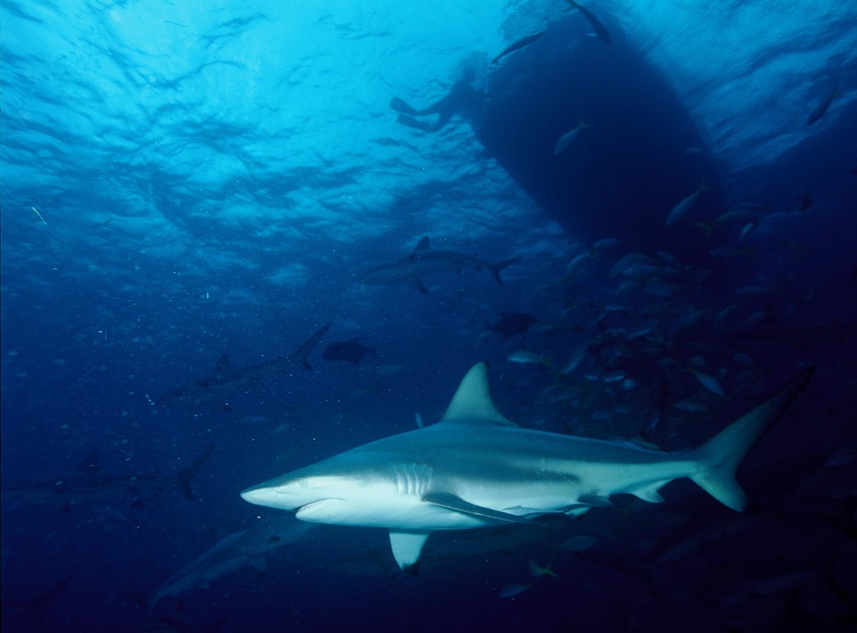 International Shark Finning Bans and Policies