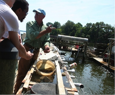 mdcrab1.jpg mdcrab1.jpg