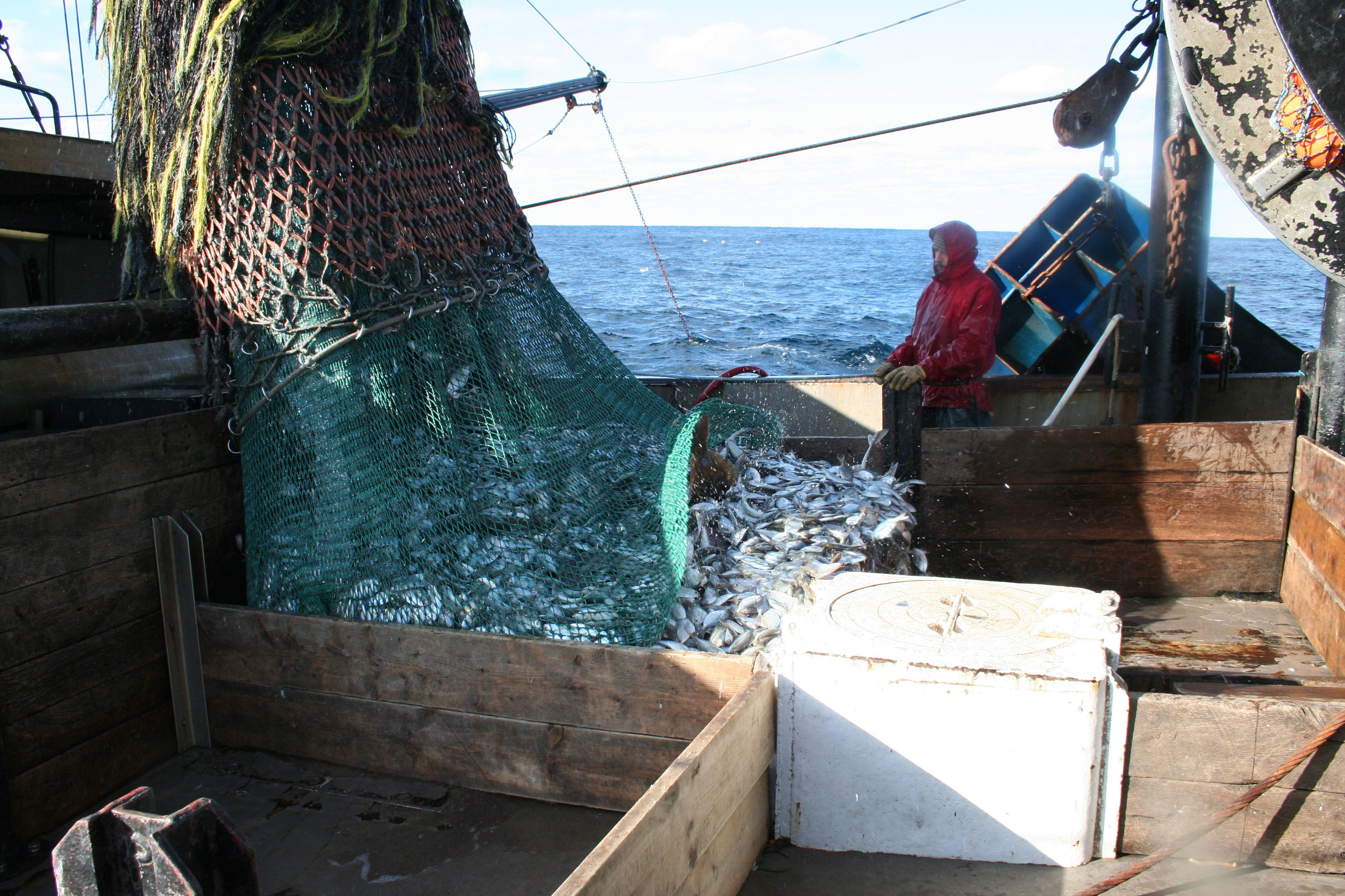 Butterfish from Gulf of Maine to Cape Hatteras was rebuilt in 2014. (Credit: NOAA.)