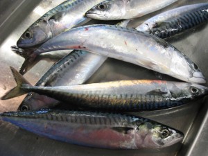 Atlantic mackerel. Credit: NOAA Fisheries/DOC