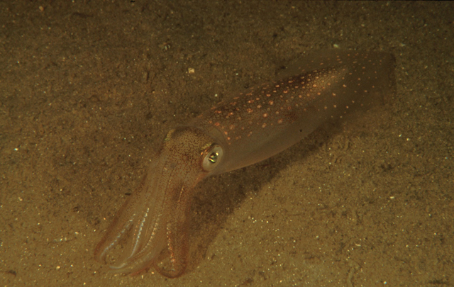 Longfin squid